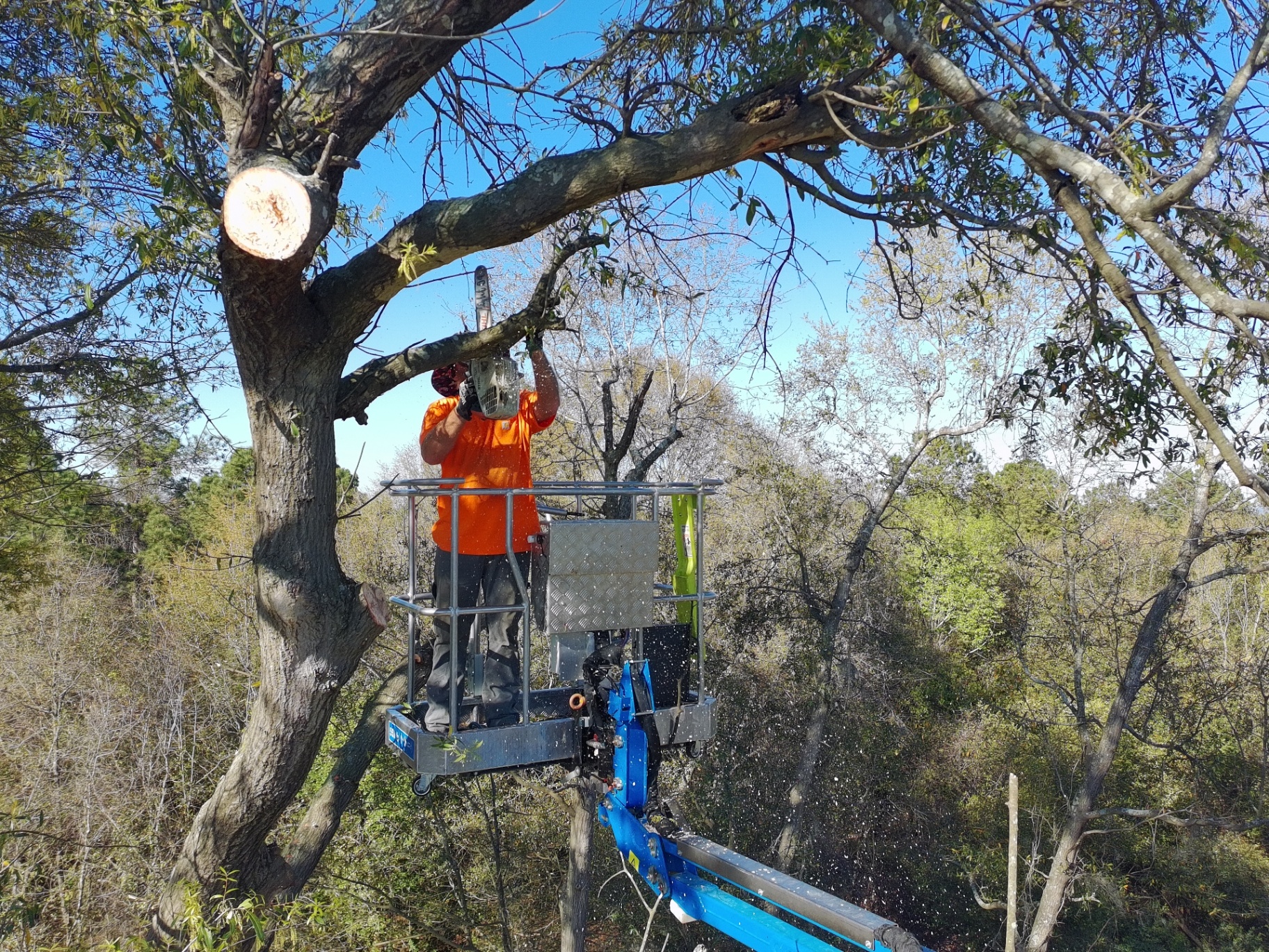 Trimming & Pruning